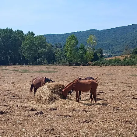 Le Corti Moriano (Tuscany)